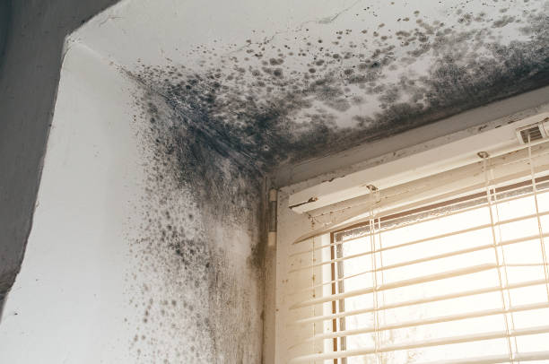 Affordable Attic Mold Remediation solutions in Charlotte Park, FL
